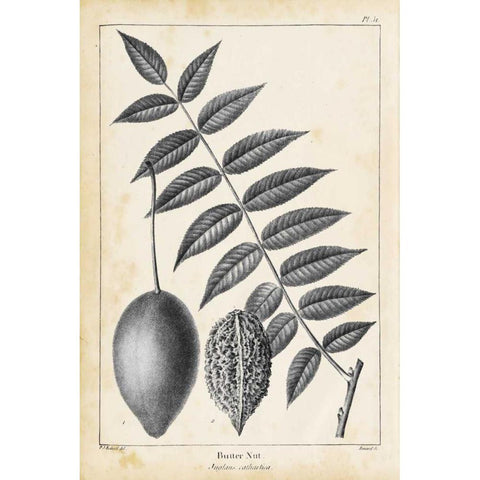 Vintage Butternut Tree White Modern Wood Framed Art Print by Nuttall, Thomas