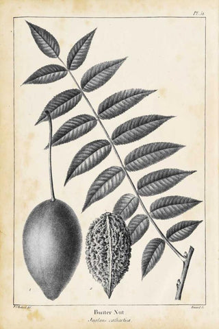 Vintage Butternut Tree Black Ornate Wood Framed Art Print with Double Matting by Nuttall, Thomas
