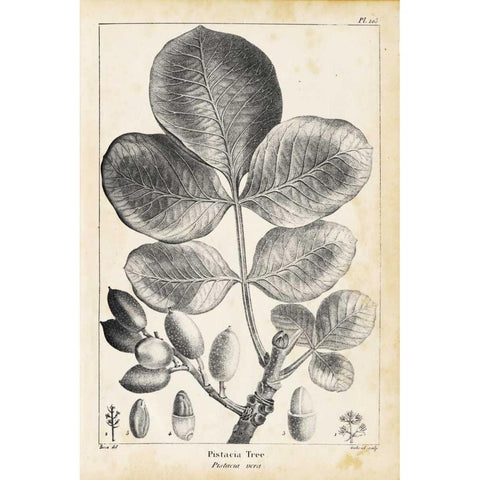 Vintage Pistachio Tree Black Modern Wood Framed Art Print with Double Matting by Nuttall, Thomas