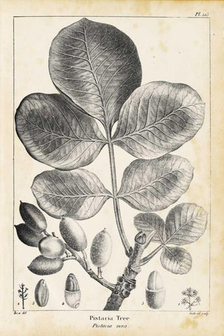 Vintage Pistachio Tree Black Ornate Wood Framed Art Print with Double Matting by Nuttall, Thomas