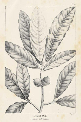 Vintage Laurel Oak Tree White Modern Wood Framed Art Print with Double Matting by Nuttall, Thomas