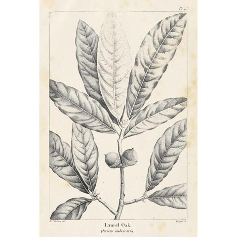 Vintage Laurel Oak Tree Black Modern Wood Framed Art Print by Nuttall, Thomas