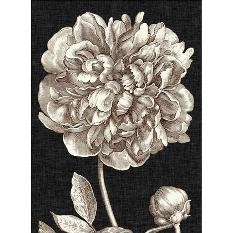 Dramatic Peony I Gold Ornate Wood Framed Art Print with Double Matting by Vision Studio