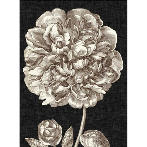 Dramatic Peony II Gold Ornate Wood Framed Art Print with Double Matting by Vision Studio