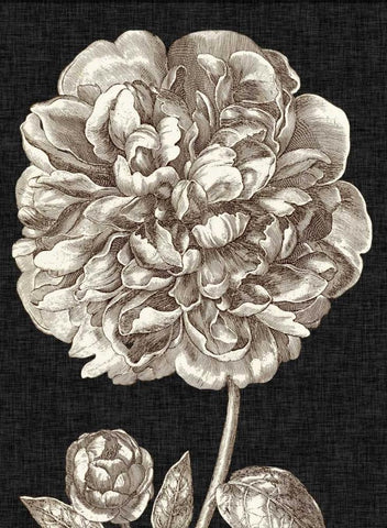 Dramatic Peony II Black Ornate Wood Framed Art Print with Double Matting by Vision Studio