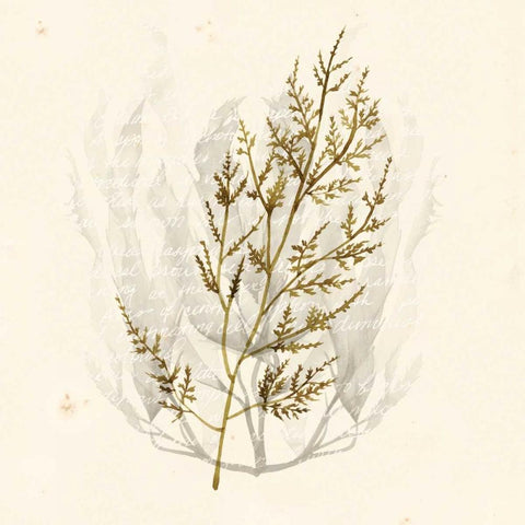 Vivid Algae I Black Modern Wood Framed Art Print by Popp, Grace