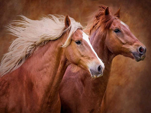 Purebred I White Modern Wood Framed Art Print with Double Matting by Sturgeon, Ozana