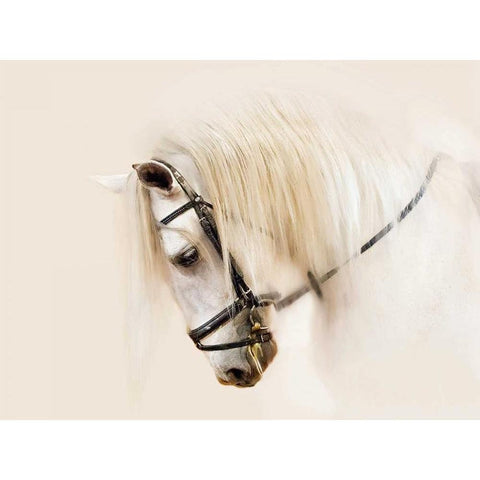 Purebred II White Modern Wood Framed Art Print by Sturgeon, Ozana