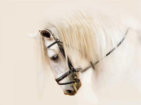 Purebred II Black Ornate Wood Framed Art Print with Double Matting by Sturgeon, Ozana