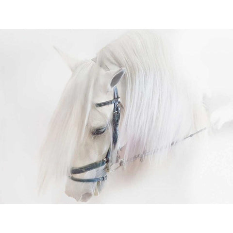 Purebred III Black Modern Wood Framed Art Print by Sturgeon, Ozana