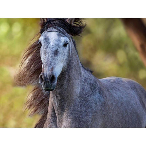 Horse in the Field I White Modern Wood Framed Art Print by Sturgeon, Ozana