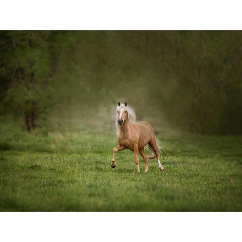 Horse in the Field II Black Modern Wood Framed Art Print with Double Matting by Sturgeon, Ozana