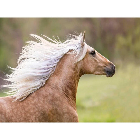 Horse in the Field III Black Modern Wood Framed Art Print with Double Matting by Sturgeon, Ozana