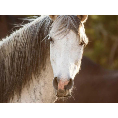 Horse in the Field IV Black Modern Wood Framed Art Print with Double Matting by Sturgeon, Ozana