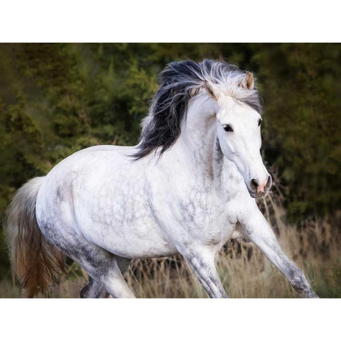 Horse in the Field V White Modern Wood Framed Art Print by Sturgeon, Ozana