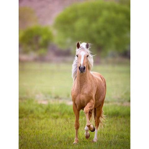 Horse in the Field VI Gold Ornate Wood Framed Art Print with Double Matting by Sturgeon, Ozana