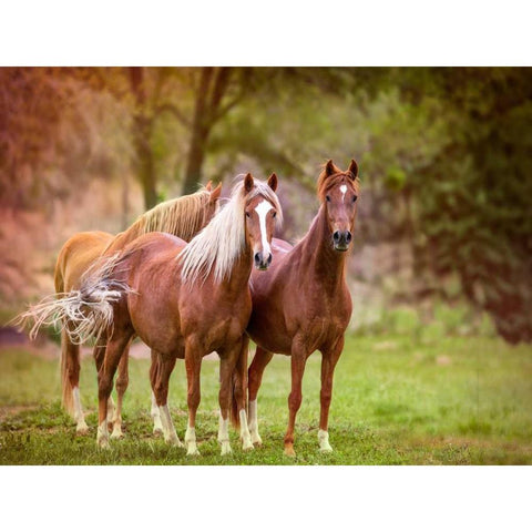 Horses in the Field I Gold Ornate Wood Framed Art Print with Double Matting by Sturgeon, Ozana