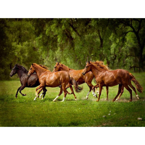 Horses in the Field III White Modern Wood Framed Art Print by Sturgeon, Ozana
