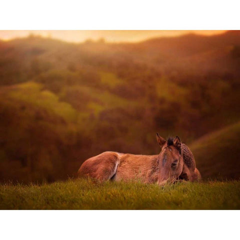 Foal in the Field I Black Modern Wood Framed Art Print with Double Matting by Sturgeon, Ozana