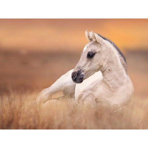 Foal in the Field II Black Modern Wood Framed Art Print with Double Matting by Sturgeon, Ozana