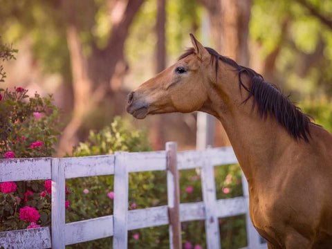 Flower Frolick I Black Ornate Wood Framed Art Print with Double Matting by Sturgeon, Ozana