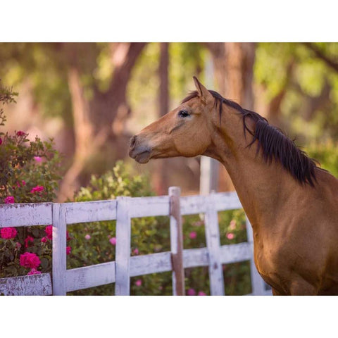 Flower Frolick I Black Modern Wood Framed Art Print with Double Matting by Sturgeon, Ozana