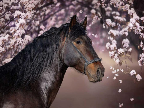 Flower Frolick II Black Ornate Wood Framed Art Print with Double Matting by Sturgeon, Ozana