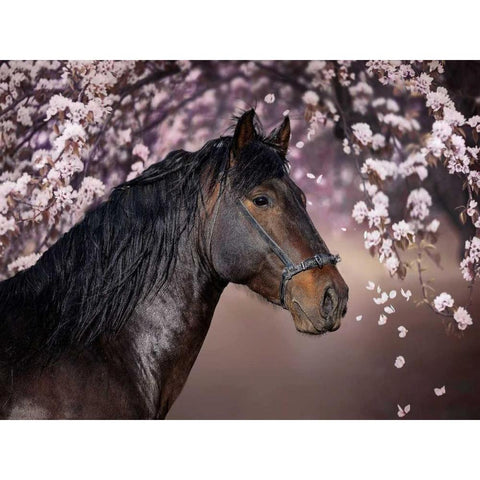 Flower Frolick II Black Modern Wood Framed Art Print by Sturgeon, Ozana