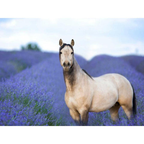 Flower Frolick III White Modern Wood Framed Art Print by Sturgeon, Ozana