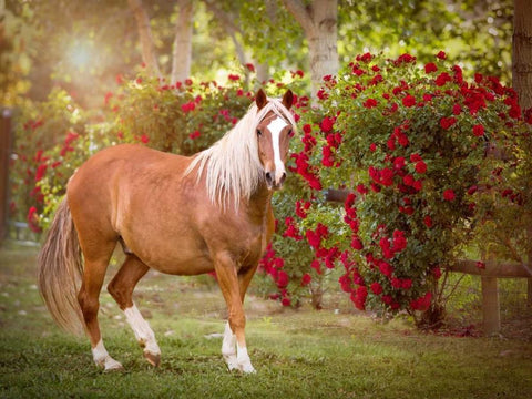 Flower Frolick IV White Modern Wood Framed Art Print with Double Matting by Sturgeon, Ozana