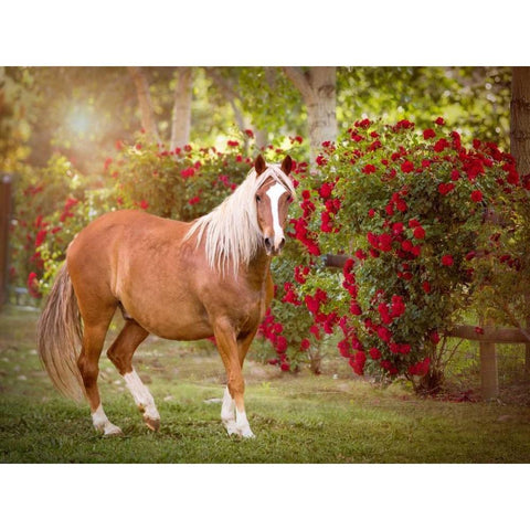 Flower Frolick IV Black Modern Wood Framed Art Print by Sturgeon, Ozana