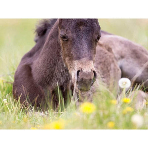 Flower Frolick V Black Modern Wood Framed Art Print by Sturgeon, Ozana