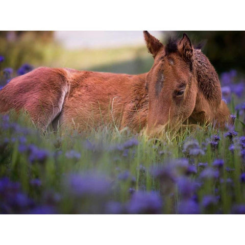 Flower Frolick VI Gold Ornate Wood Framed Art Print with Double Matting by Sturgeon, Ozana