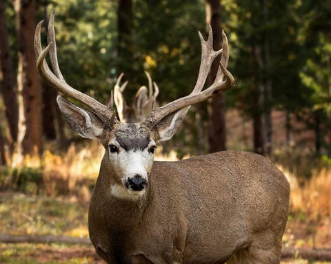 Deer Watch I Black Ornate Wood Framed Art Print with Double Matting by Sturgeon, Ozana