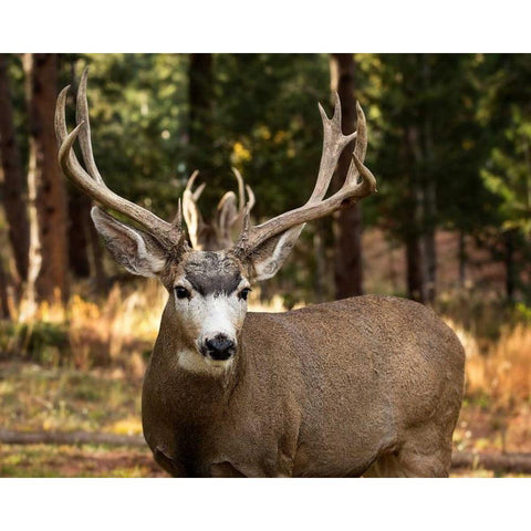 Deer Watch I Black Modern Wood Framed Art Print with Double Matting by Sturgeon, Ozana