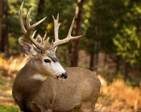 Deer Watch II White Modern Wood Framed Art Print with Double Matting by Sturgeon, Ozana