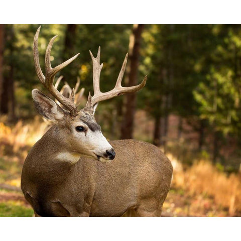 Deer Watch II Black Modern Wood Framed Art Print with Double Matting by Sturgeon, Ozana