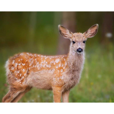 Deer Watch III White Modern Wood Framed Art Print by Sturgeon, Ozana