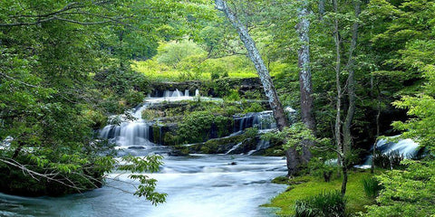 Enchanted Forest White Modern Wood Framed Art Print with Double Matting by McLoughin, James