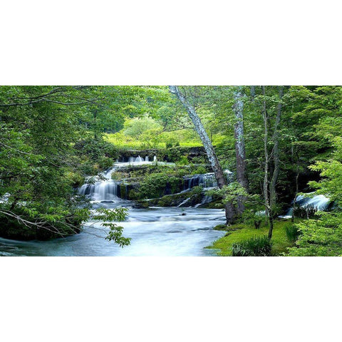 Enchanted Forest Black Modern Wood Framed Art Print by McLoughin, James