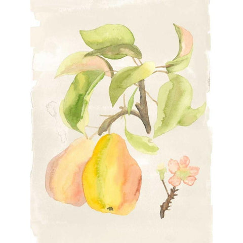 Watercolor Fruit III White Modern Wood Framed Art Print by McCavitt, Naomi