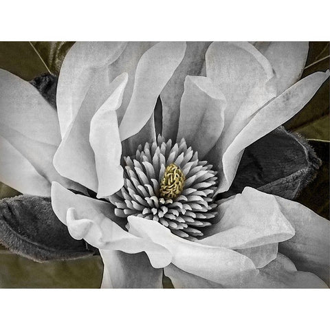 Custom Classic Magnolia II (ASH) Black Modern Wood Framed Art Print with Double Matting by Perry, Rachel