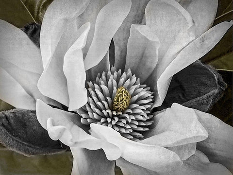 Custom Classic Magnolia II (ASH) White Modern Wood Framed Art Print with Double Matting by Perry, Rachel