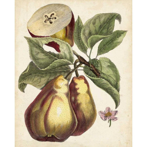 Antique Pear Study I Gold Ornate Wood Framed Art Print with Double Matting by Unknown