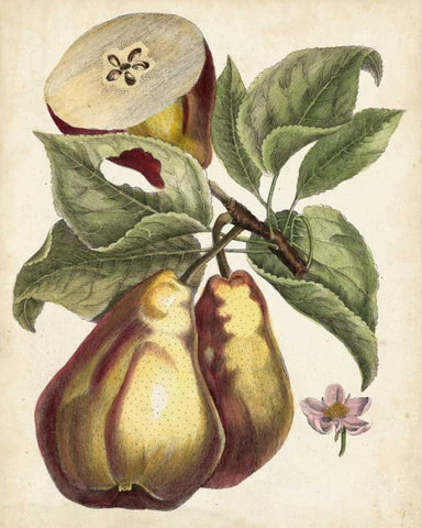 Antique Pear Study I White Modern Wood Framed Art Print with Double Matting by Unknown