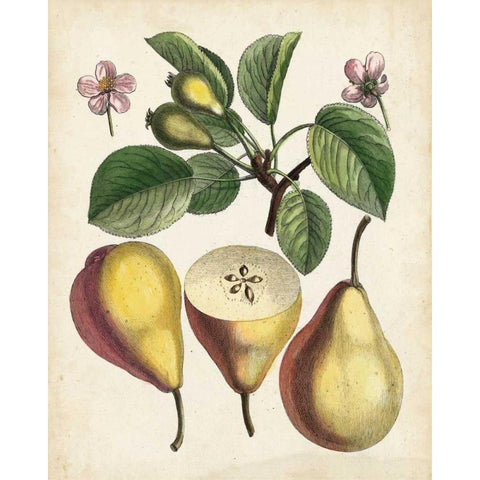 Antique Pear Study II Gold Ornate Wood Framed Art Print with Double Matting by Unknown