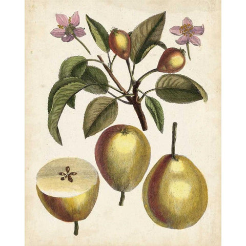 Antique Pear Study III Gold Ornate Wood Framed Art Print with Double Matting by Unknown