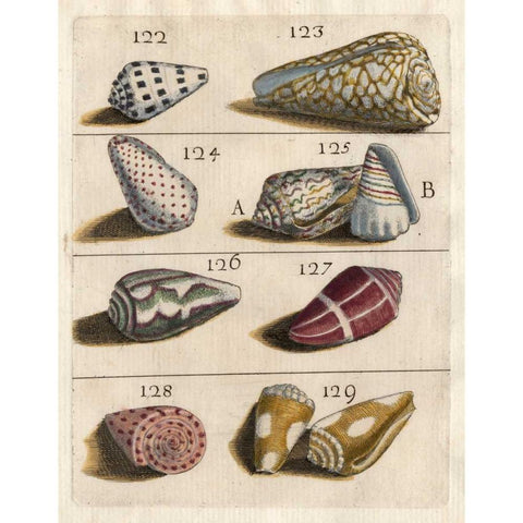 Shell Collection I Gold Ornate Wood Framed Art Print with Double Matting by Unknown