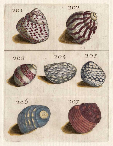 Shell Collection II White Modern Wood Framed Art Print with Double Matting by Unknown