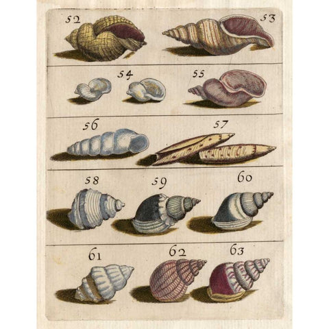 Shell Collection III Black Modern Wood Framed Art Print by Unknown